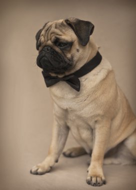 Yay ile pug köpek yavrusu