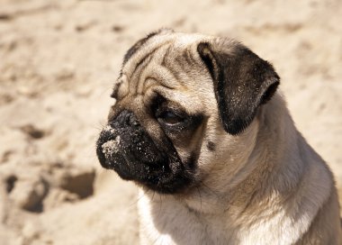 Güzel erkek pug köpek yavrusu