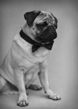Papyon ile pug köpek yavrusu