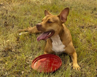 Red colored pit bul mix dog clipart