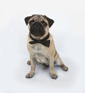 Papyon ile pug köpek yavrusu