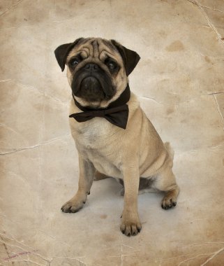 Papyon ile pug köpek yavrusu