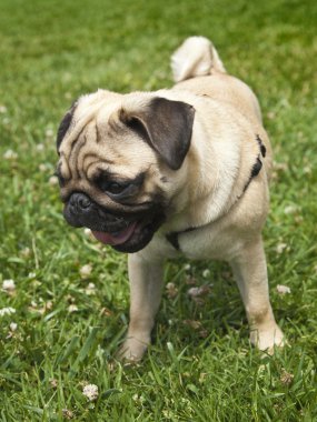 Pug köpek yavrusu gülüyor