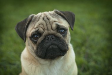 Güzel erkek pug köpek yavrusu