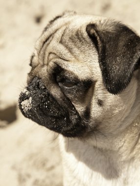 Güzel erkek Pug köpek yavrusu