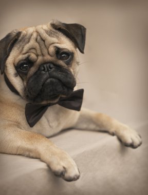 Pug yavrusu bir yay ile
