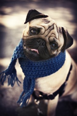 Mavi eşarp ile köpek Pug yavrusu