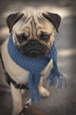 Mavi eşarp ile köpek Pug yavrusu