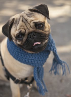 Mavi eşarp ile köpek Pug yavrusu