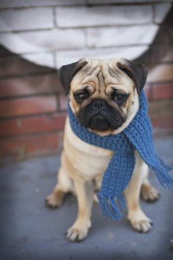 Mavi eşarp ile köpek Pug yavrusu