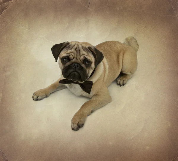 Pug cachorro con pajarita — Foto de Stock