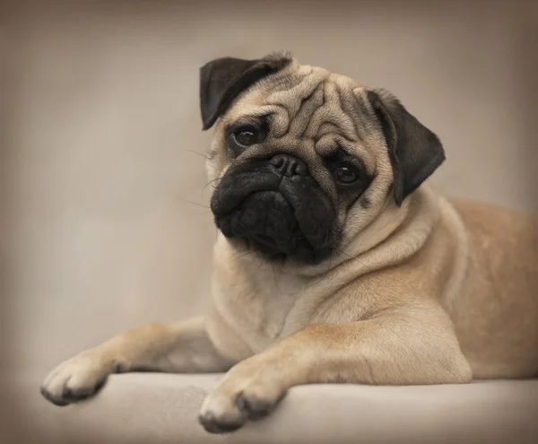 美しい男性パグ子犬 — ストック写真