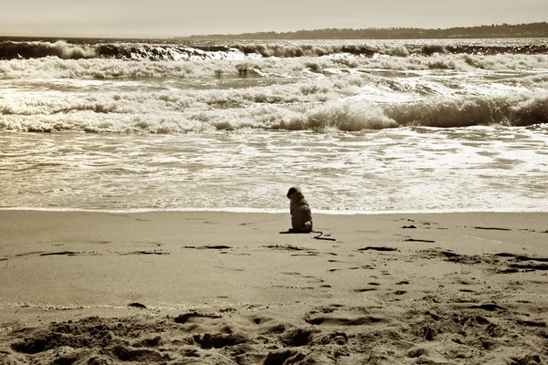 Cão solitário sentado na praia — Fotografia de Stock