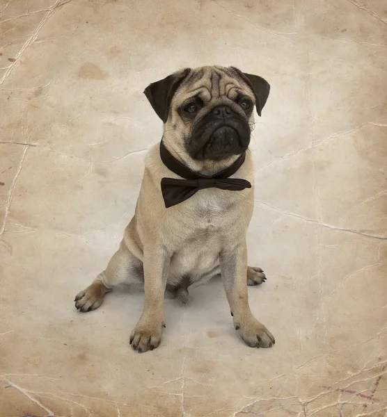 Pug puppy with bow tie