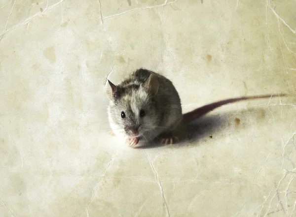 Sevimli fare gri ve beyaz — Stok fotoğraf