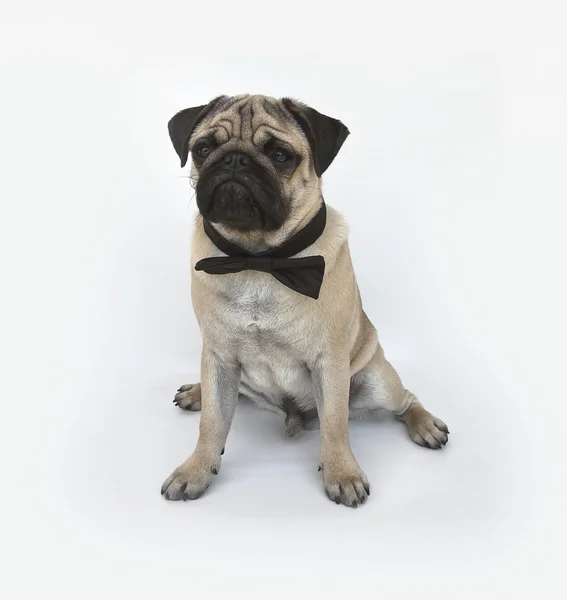 Pug cachorro con una pajarita — Foto de Stock