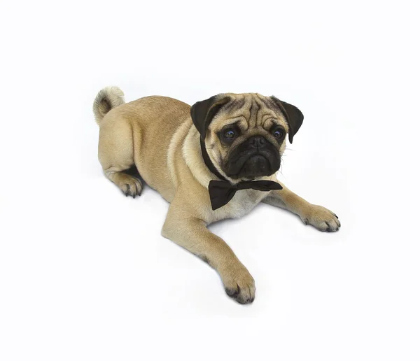 Pug puppy z muszką — Zdjęcie stockowe