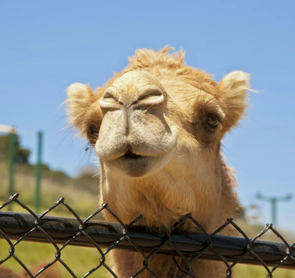 Funny camel — Stock Photo, Image