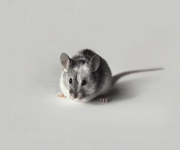 Schattig grijze en witte muis — Stockfoto