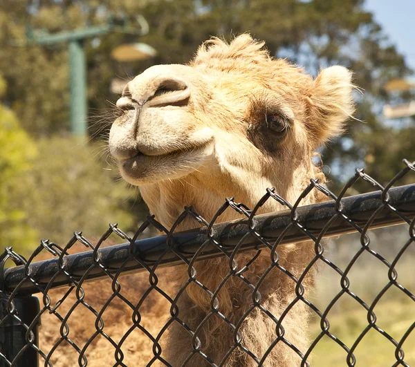 Funny camel — Stock Photo, Image