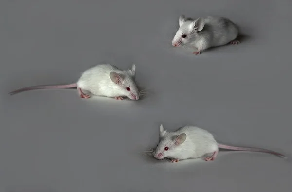 Cute myszy biały — Zdjęcie stockowe