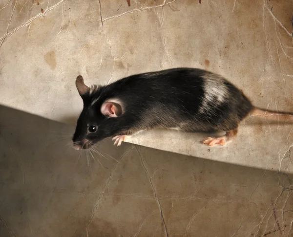 Bonito rato preto e cinza — Fotografia de Stock