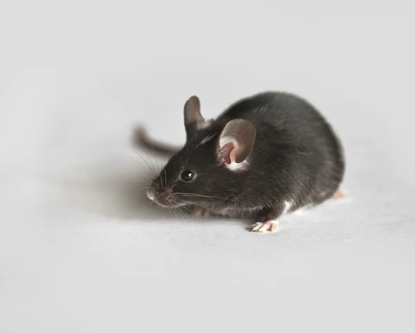 Cute black and white mouse — Stock Photo, Image