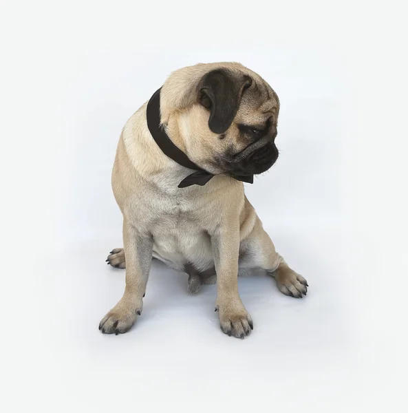Pug cachorro con una pajarita — Foto de Stock