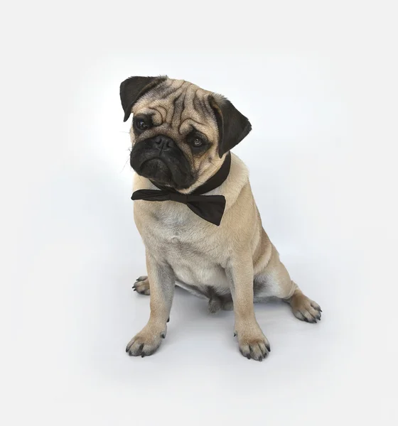 Pug cachorro con una pajarita — Foto de Stock