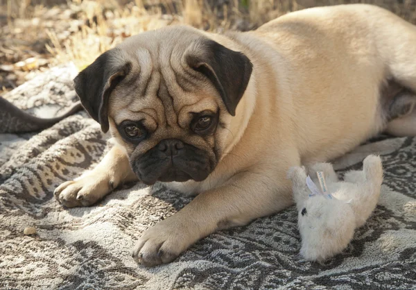 Beautiful male Pug puppy dog — Stock Photo, Image