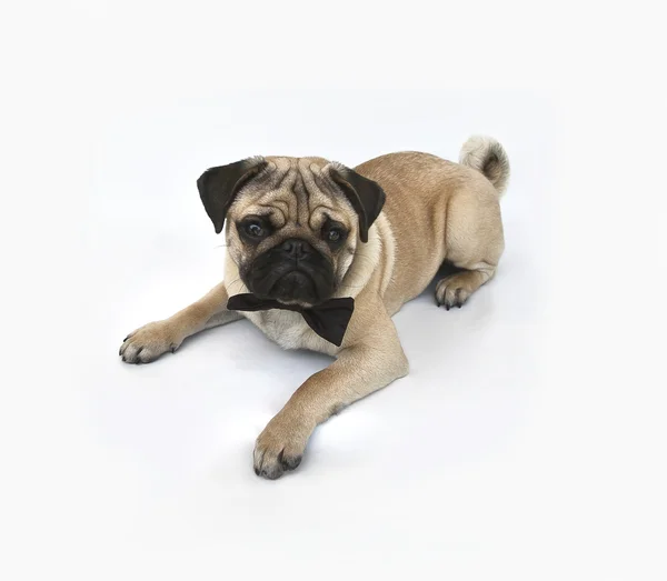 Cachorrinho Pug macho bonito — Fotografia de Stock