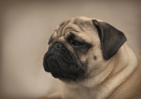 Güzel erkek Pug köpek yavrusu — Stok fotoğraf