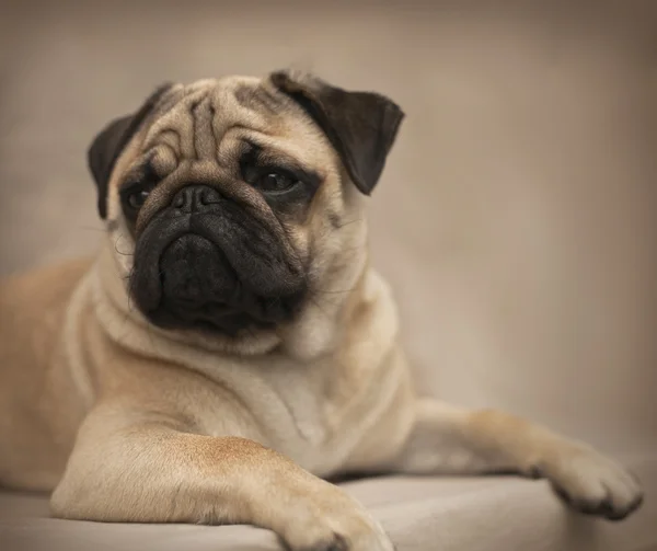 Beautiful male Pug puppy — Stock Photo, Image