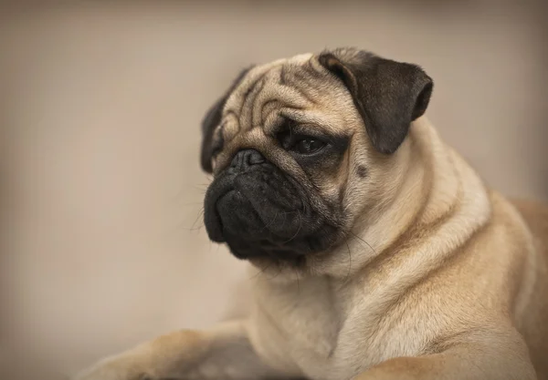 Güzel erkek Pug köpek yavrusu — Stok fotoğraf