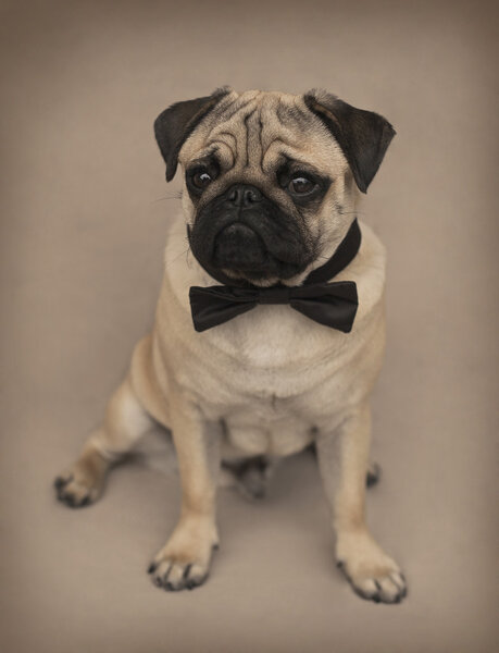 Pug puppy with a bow