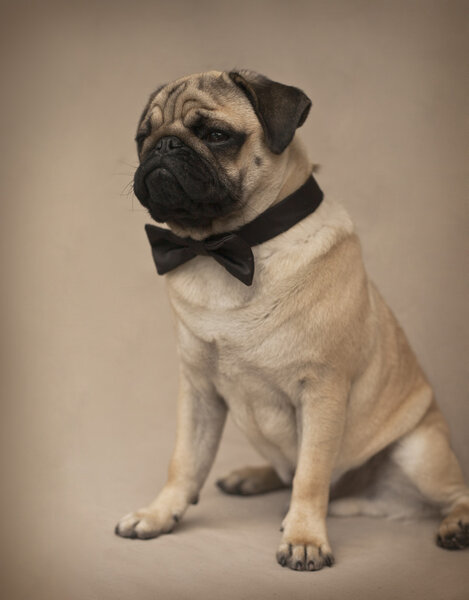 Pug puppy with a bow