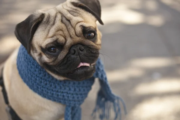 Pug cachorro com cachecol azul — Fotografia de Stock