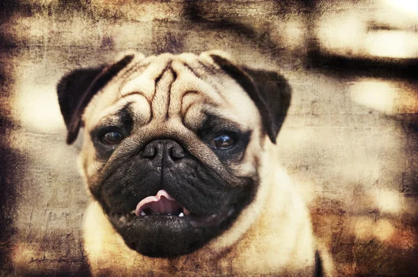 Hermoso cachorro Pug macho —  Fotos de Stock