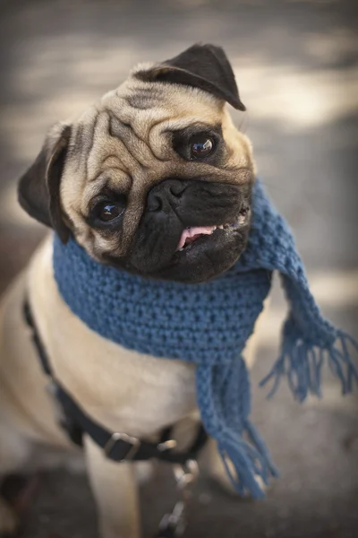 Щенок-мопс с голубым шарфом — стоковое фото