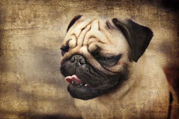 Güzel erkek Pug köpek yavrusu — Stok fotoğraf