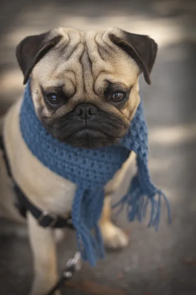 Pug cane cucciolo con sciarpa blu — Foto Stock