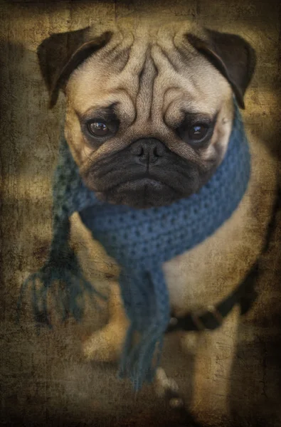 Pug puppy hondje met blauwe sjaal — Stockfoto