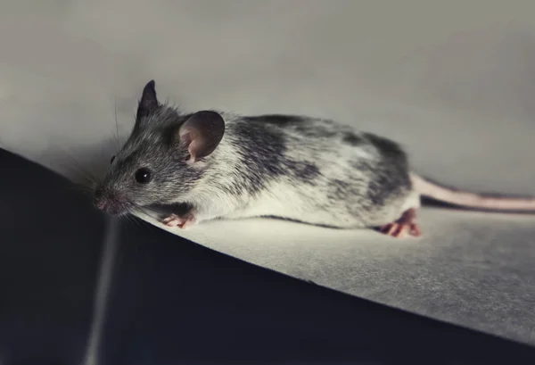 Cute gray and white mouse — Stock Photo, Image