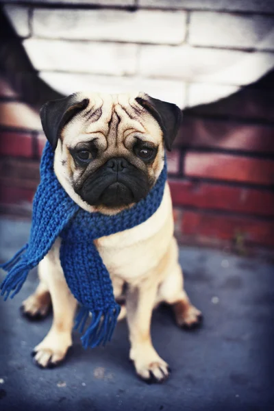 Mavi eşarp ile köpek Pug yavrusu