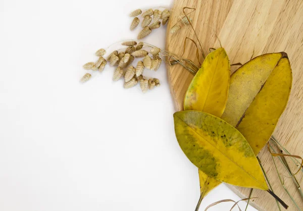 Espiguetas de trigo com folhas de Outono — Fotografia de Stock