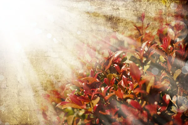 红色橙色秋天的树叶 — 图库照片