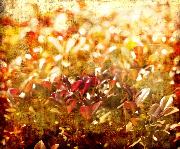 Kırmızı turuncu sonbahar yaprakları — Stok fotoğraf