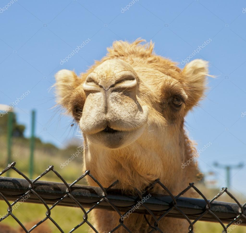 Lustiges Kamel Stockfotografie lizenzfreie Fotos