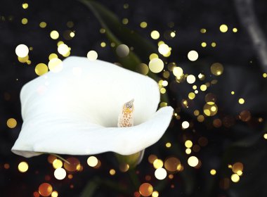 White calla lilies clipart