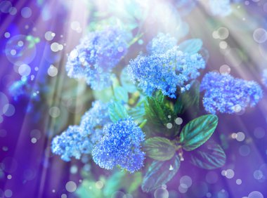 küçük mavi çiçekler